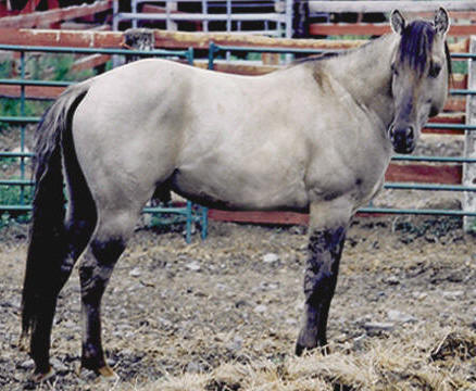 http://sauerfarms.com/Dusty/dustysidevies.jpg
